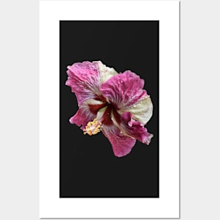 Portrait of a Hibiscus Posters and Art